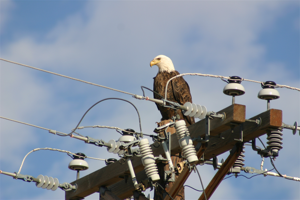Eagle at Lake Meredith